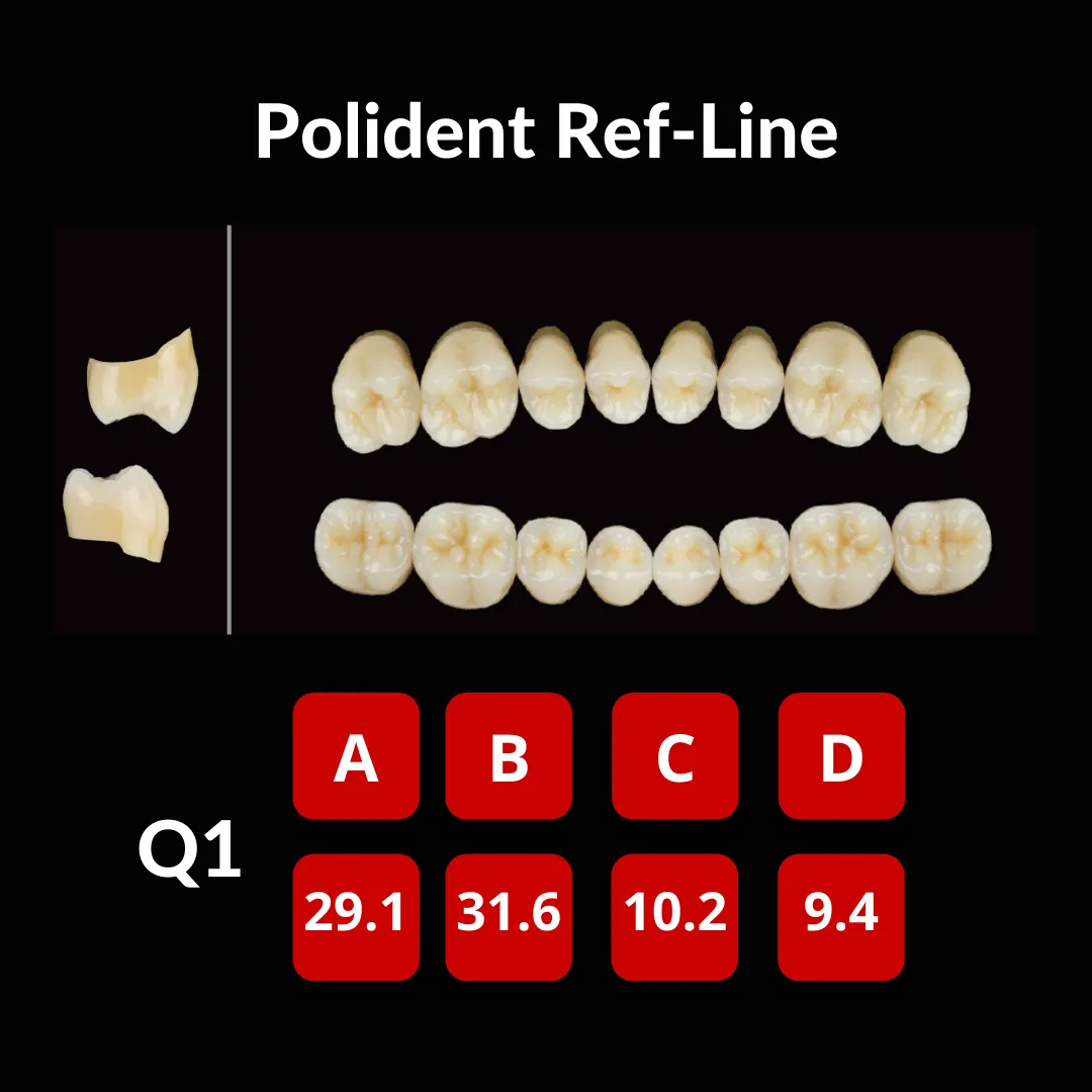 Polident Ref-Line Artificial Teeth Shade A3